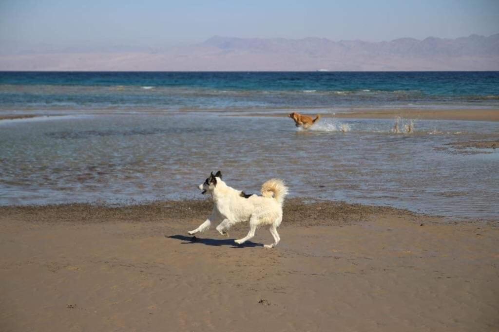 Sebaii Camp السباعى كامب شاطئ الترابين بجوار ويت بالس Hostel Nuweiba Luaran gambar