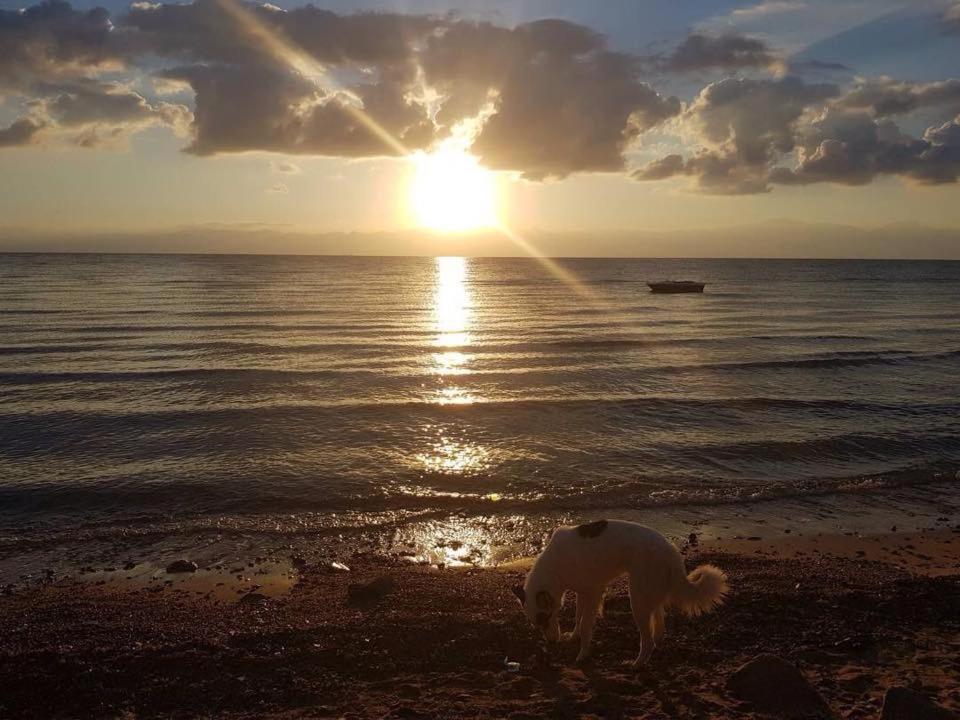Sebaii Camp السباعى كامب شاطئ الترابين بجوار ويت بالس Hostel Nuweiba Luaran gambar
